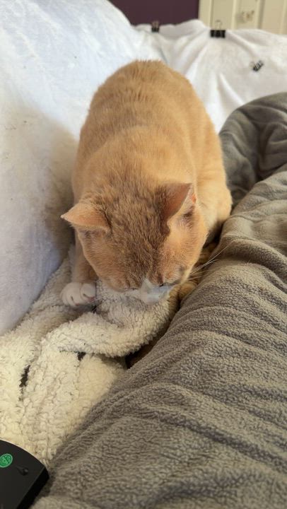 Enlarge Nacho, an adopted Domestic Short Hair in Liverpool, NY video 6/6