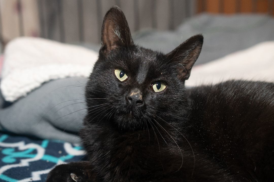 BRAVO, an adoptable Domestic Short Hair in Indiana, PA image 2/4