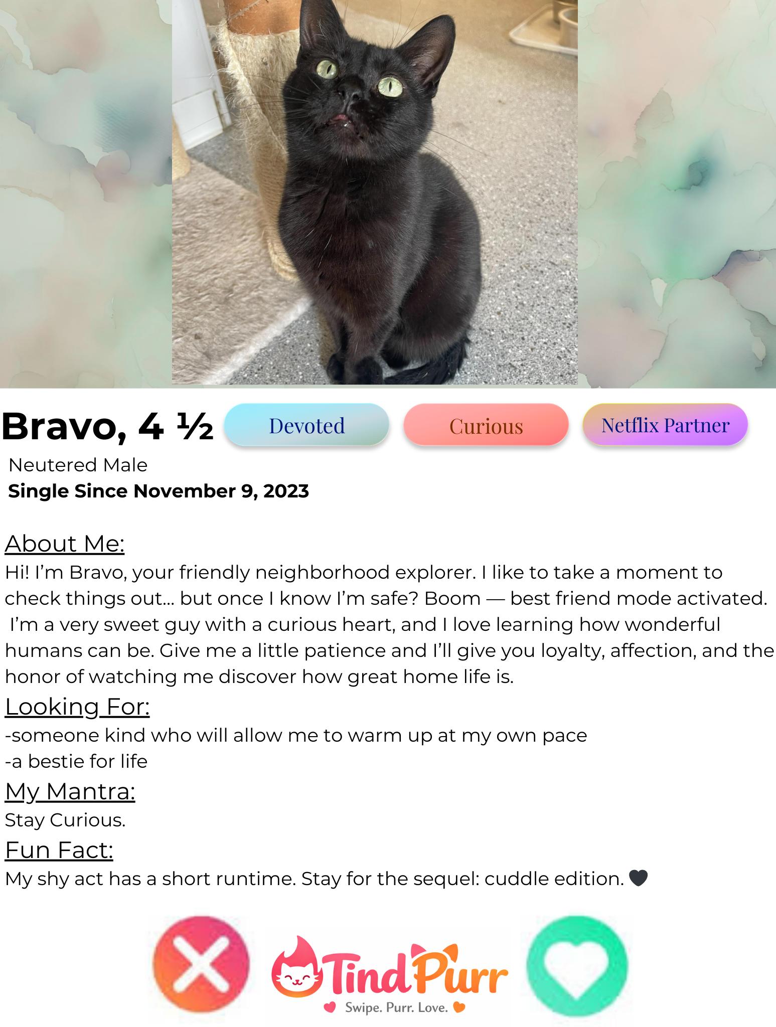BRAVO, an adopted Domestic Short Hair in Indiana, PA image 2/5