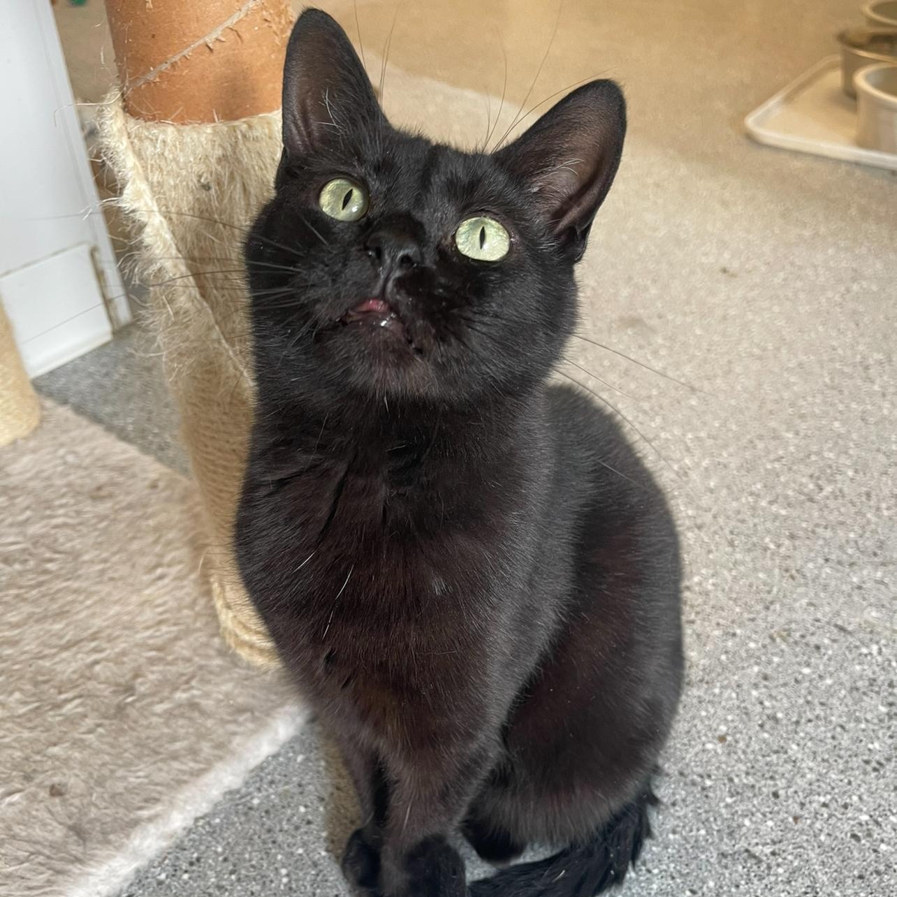 BRAVO, adoptable, Young Male Domestic Short Hair.