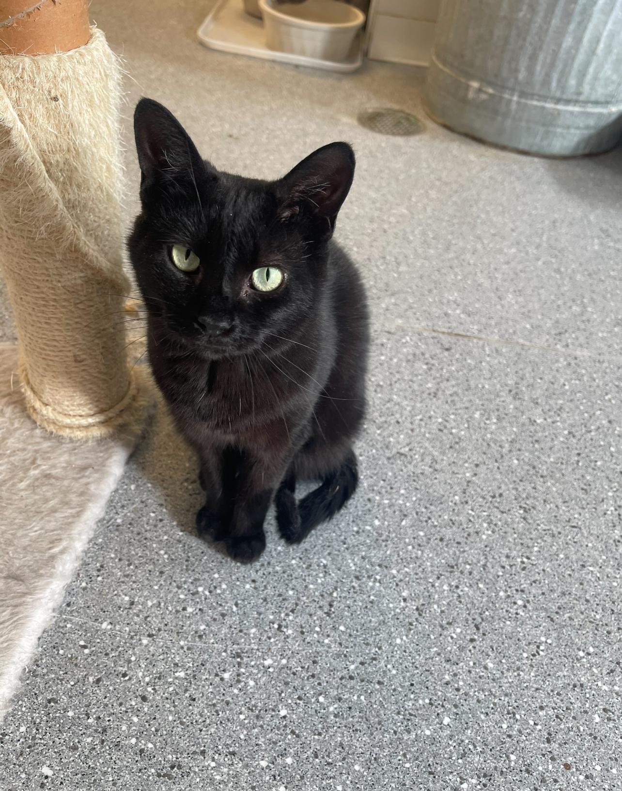 BRAVO, an adoptable Domestic Short Hair in Indiana, PA image 3/4