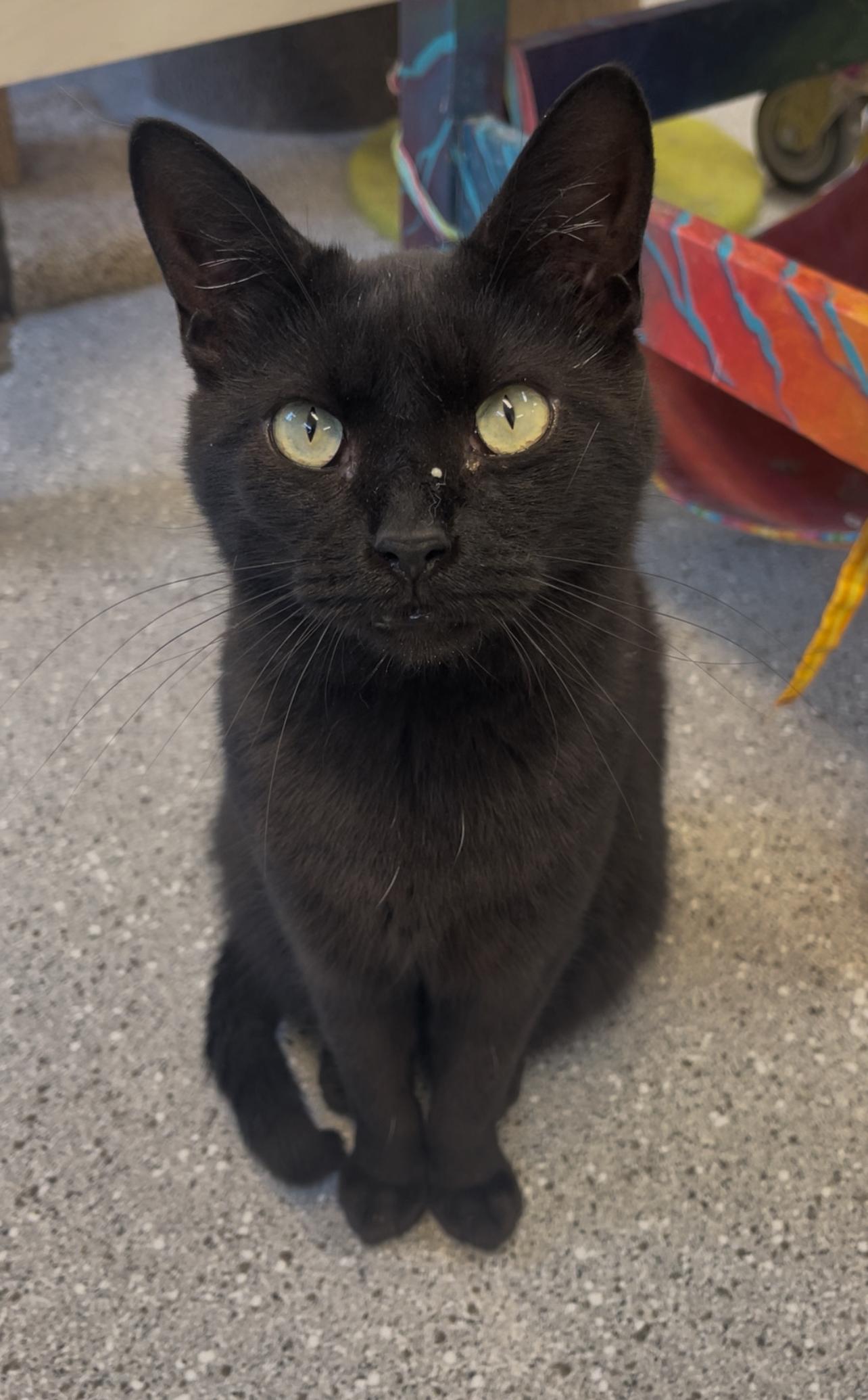 BRAVO, an adoptable Domestic Short Hair in Indiana, PA image 4/4