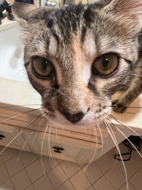 Ringo (fostered with Runt)