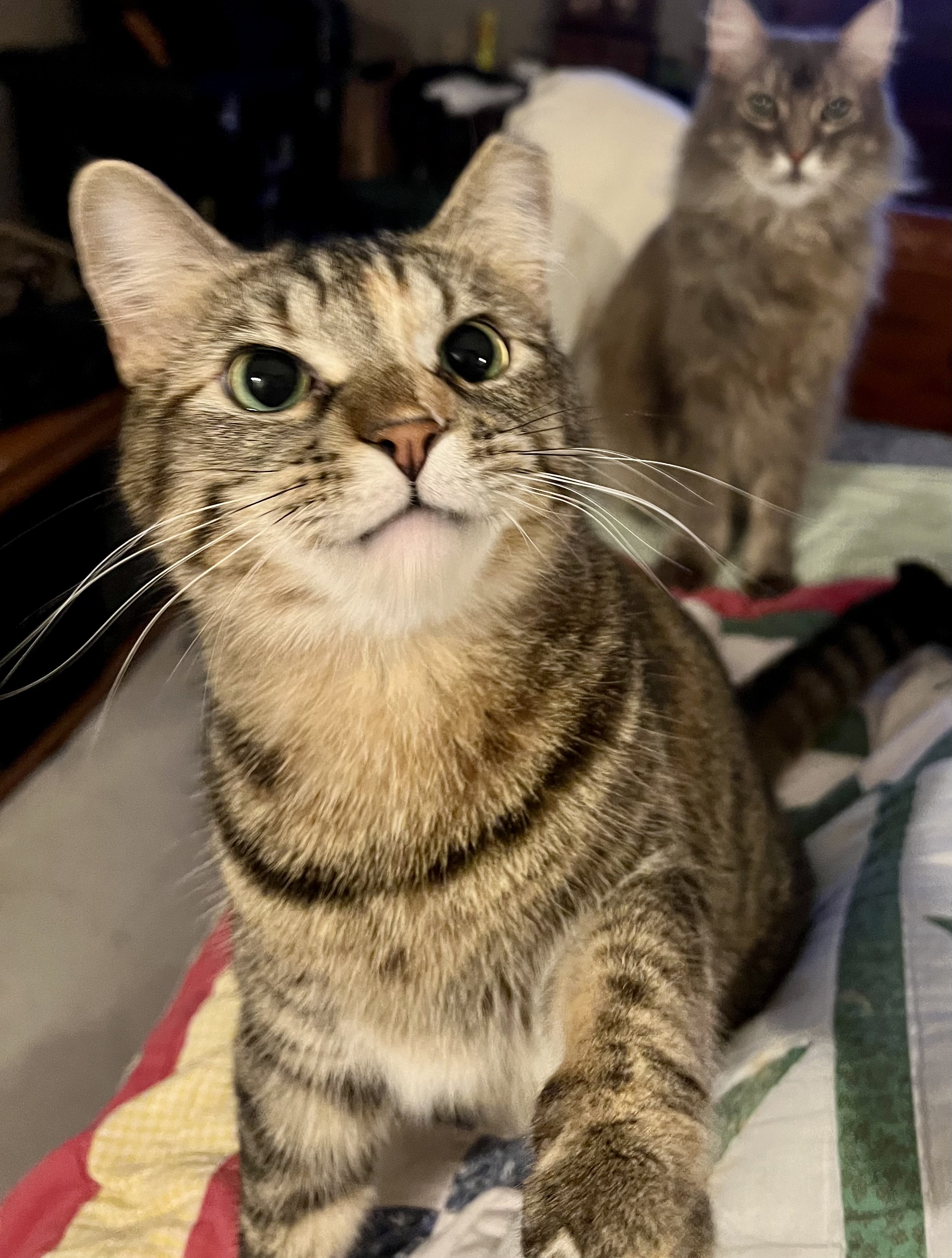 Ringo (fostered with Runt)