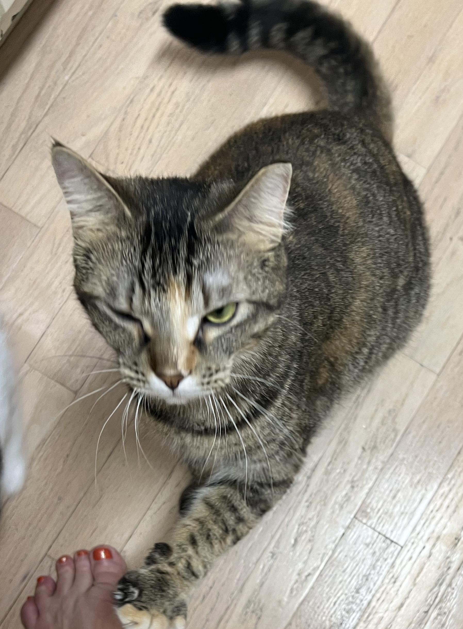 Ringo (fostered with Runt)