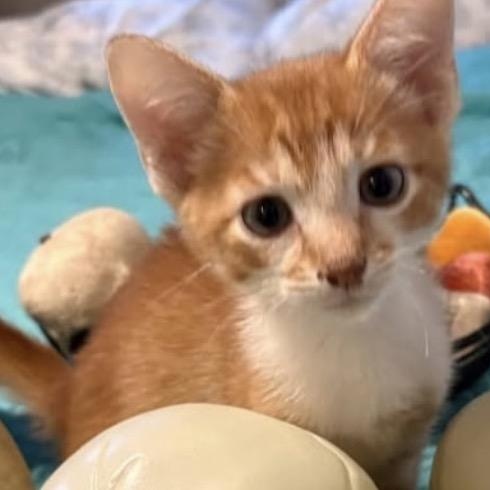 Squeak, Adoptable, Kitten Male American Shorthair.