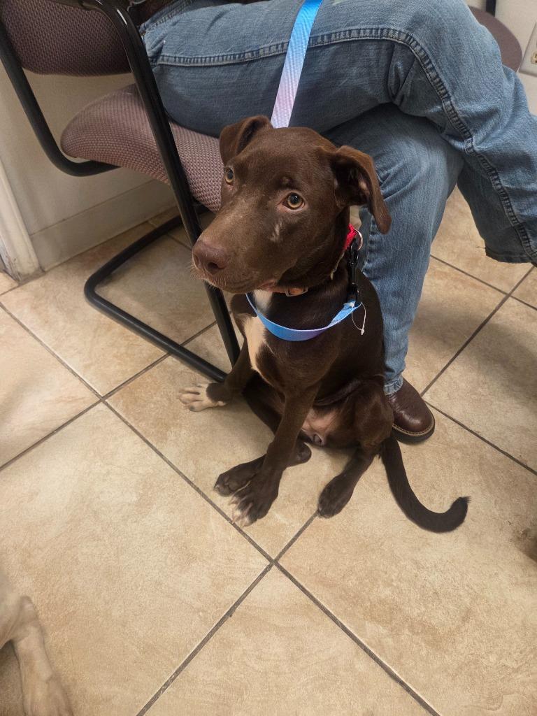 Enlarge Beth, a Adoptable mixed breed in Gilmer, TX image 1/5