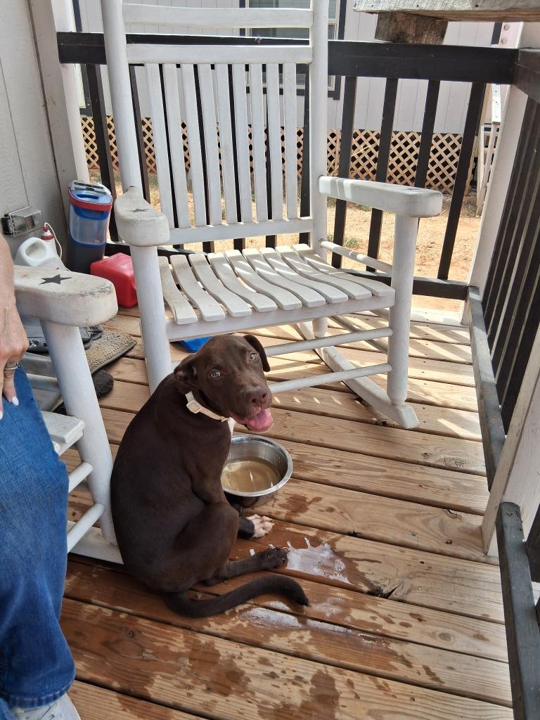 Enlarge Beth, a Adoptable mixed breed in Gilmer, TX image 2/5