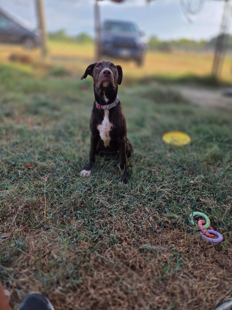 Enlarge Beth, a Adoptable mixed breed in Gilmer, TX image 3/5