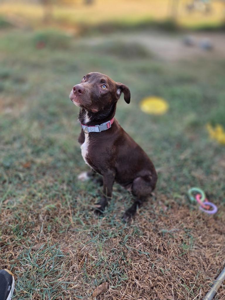 Enlarge Beth, a Adoptable mixed breed in Gilmer, TX image 5/5