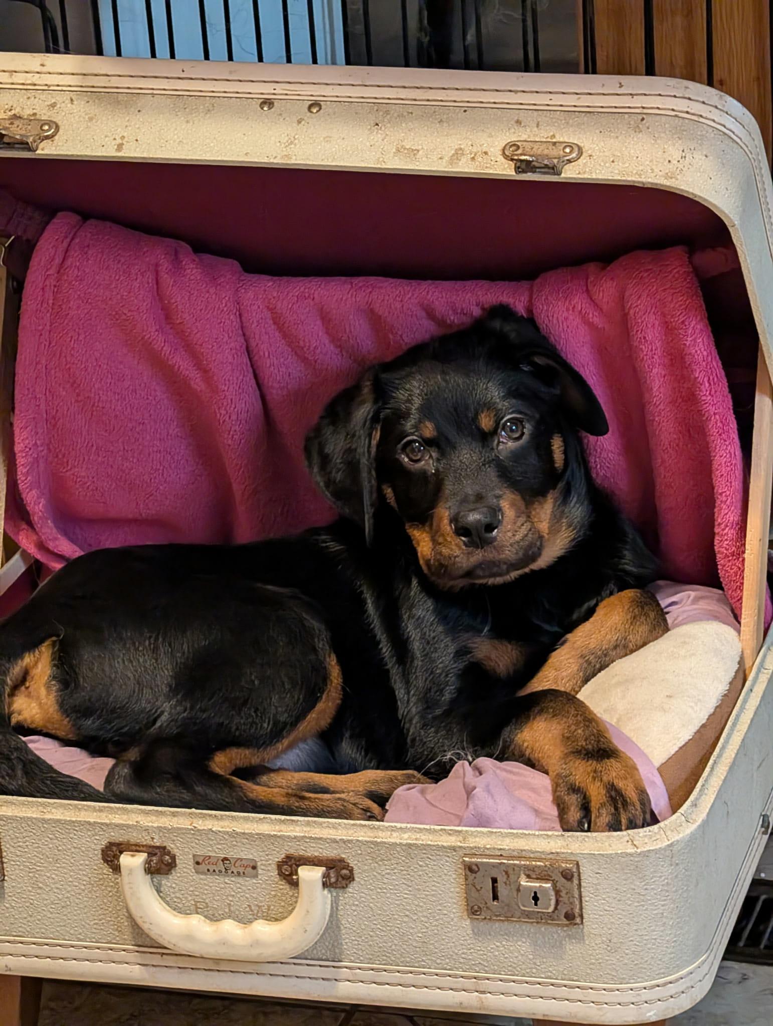 Enlarge Charlie, a Adopted Rottweiler in Etobicoke, ON image 1/3