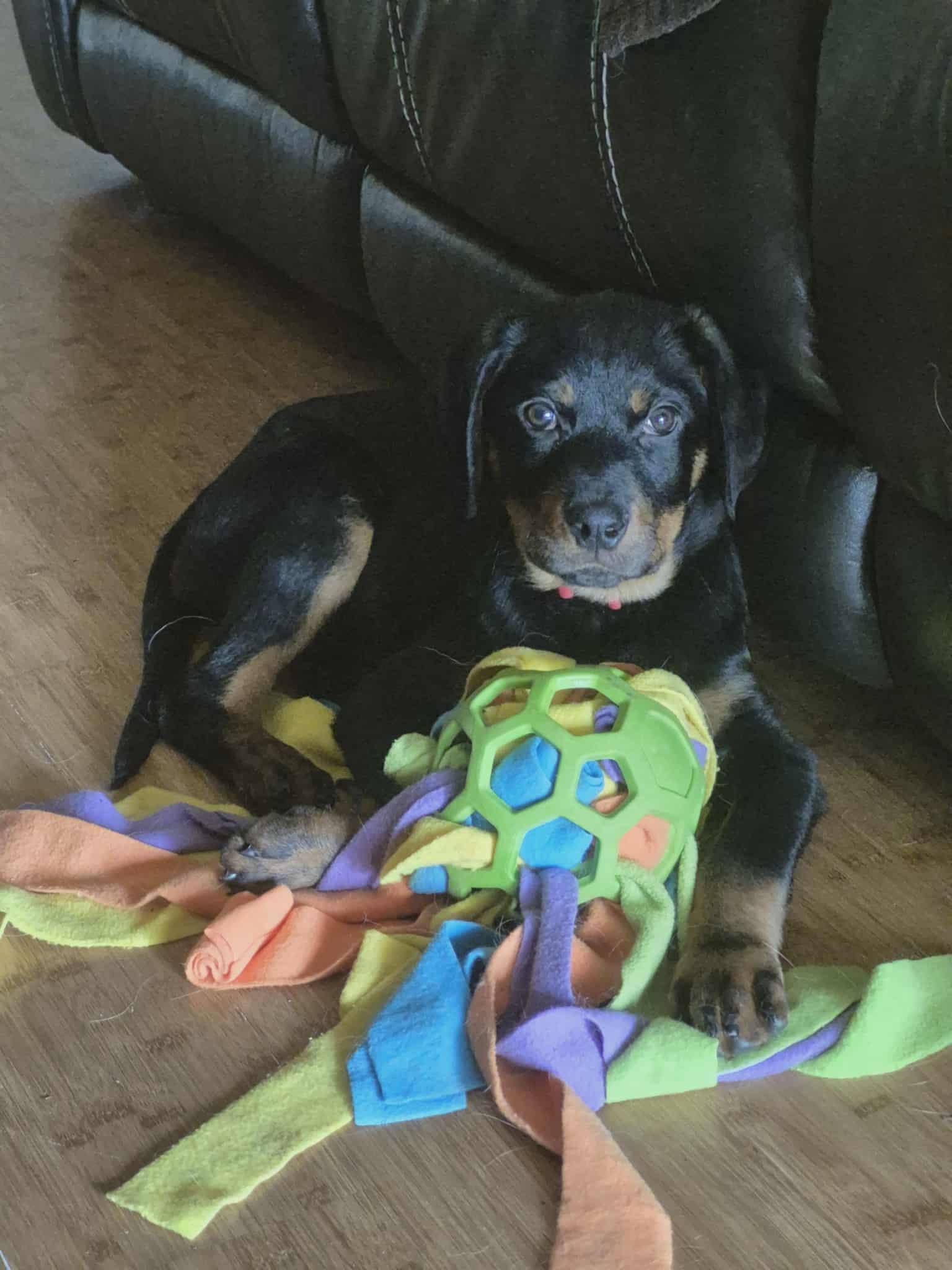 Enlarge Charlie, a Adopted Rottweiler in Etobicoke, ON image 2/3