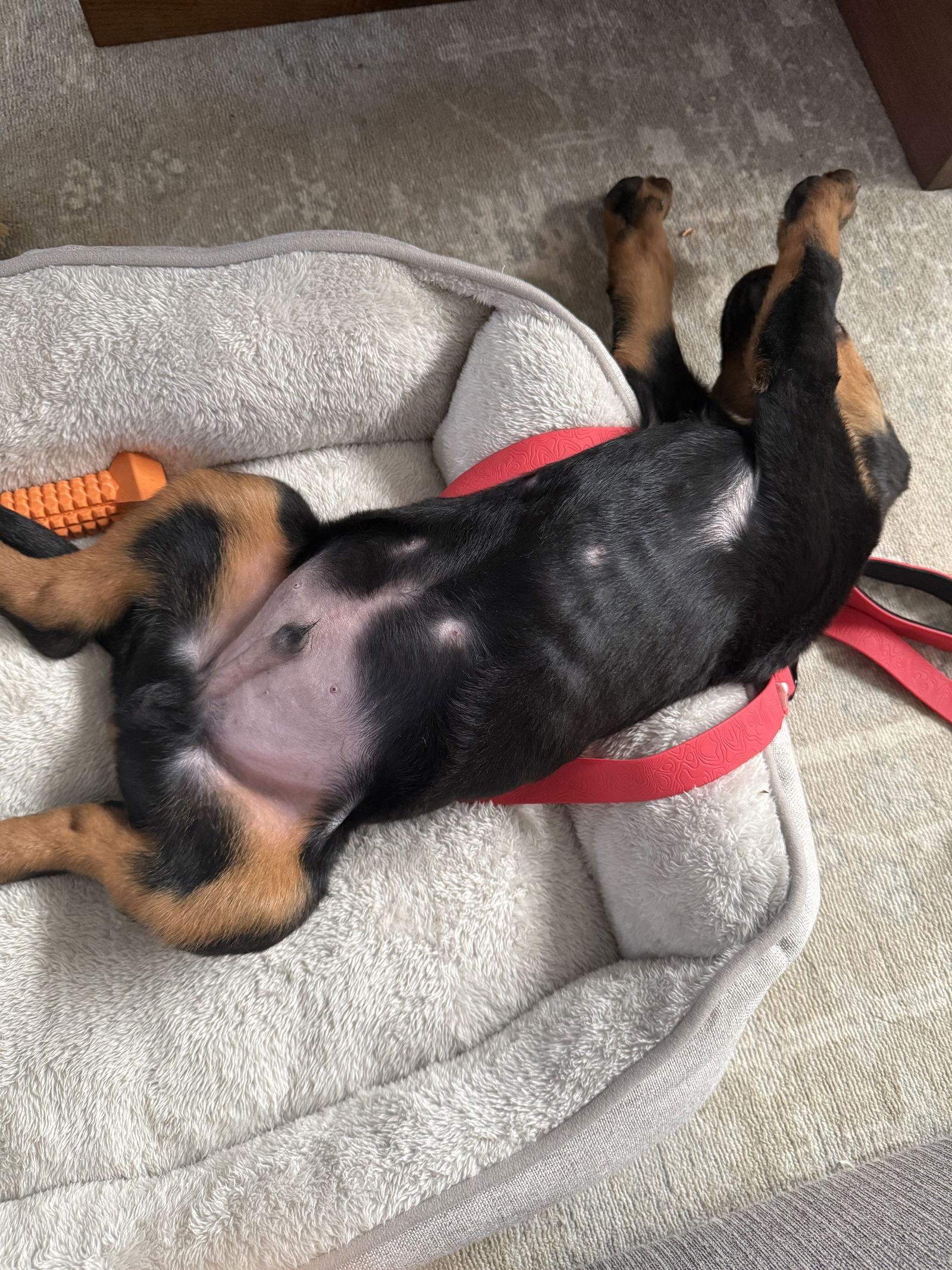 Charlie, a Adoptable Rottweiler in Etobicoke, ON image 3/3