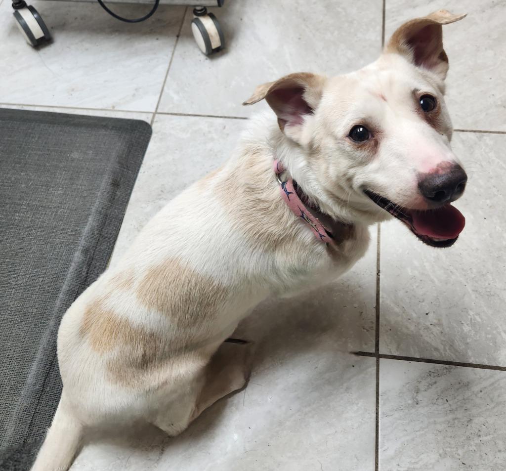 Rocco, Adoptable, Young Male Labrador Retriever & Corgi.