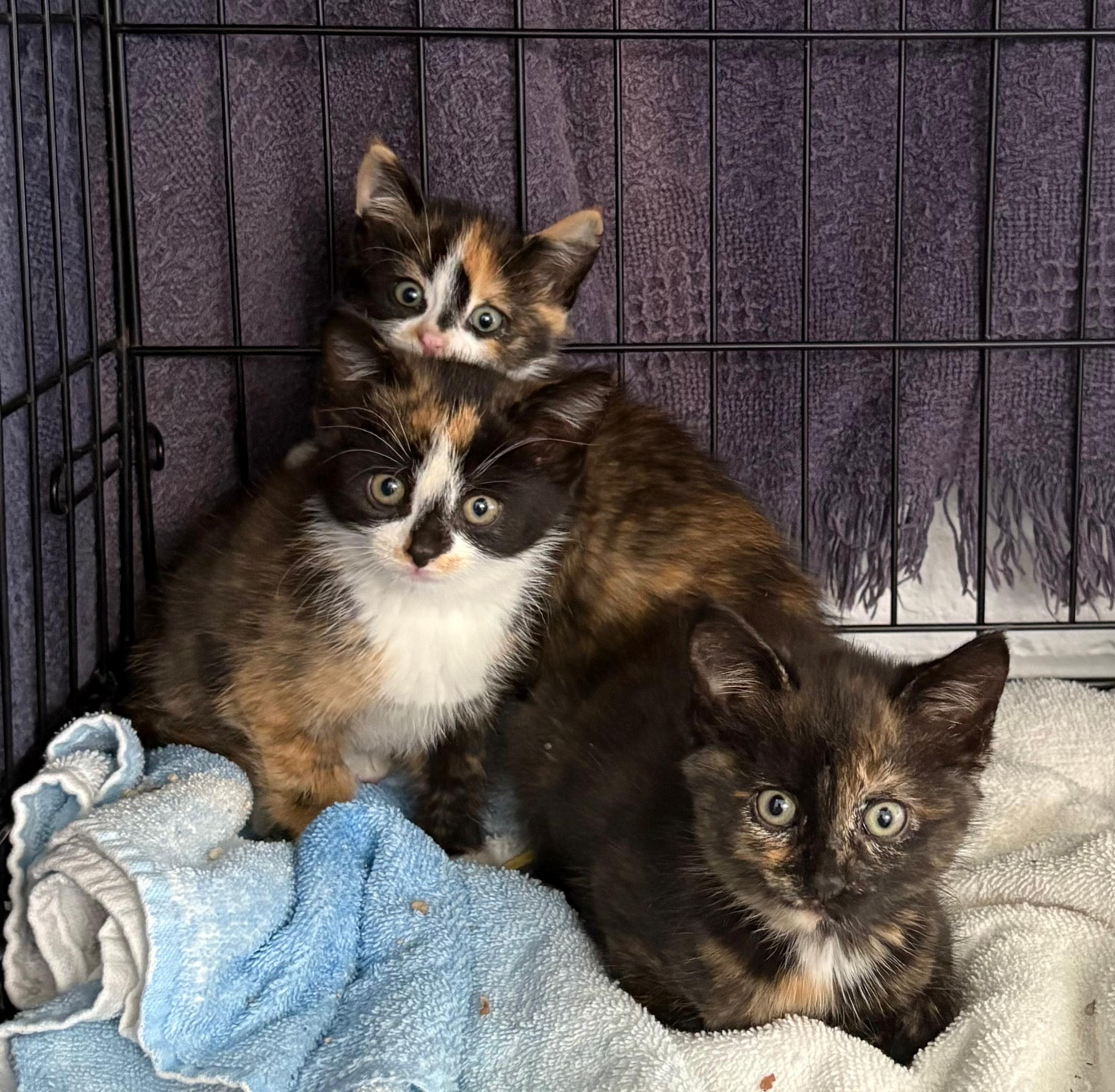 Nayeli, an adoptable Domestic Short Hair, Tortoiseshell in St Stephen, NB, E3L 2X2 | Photo Image 3