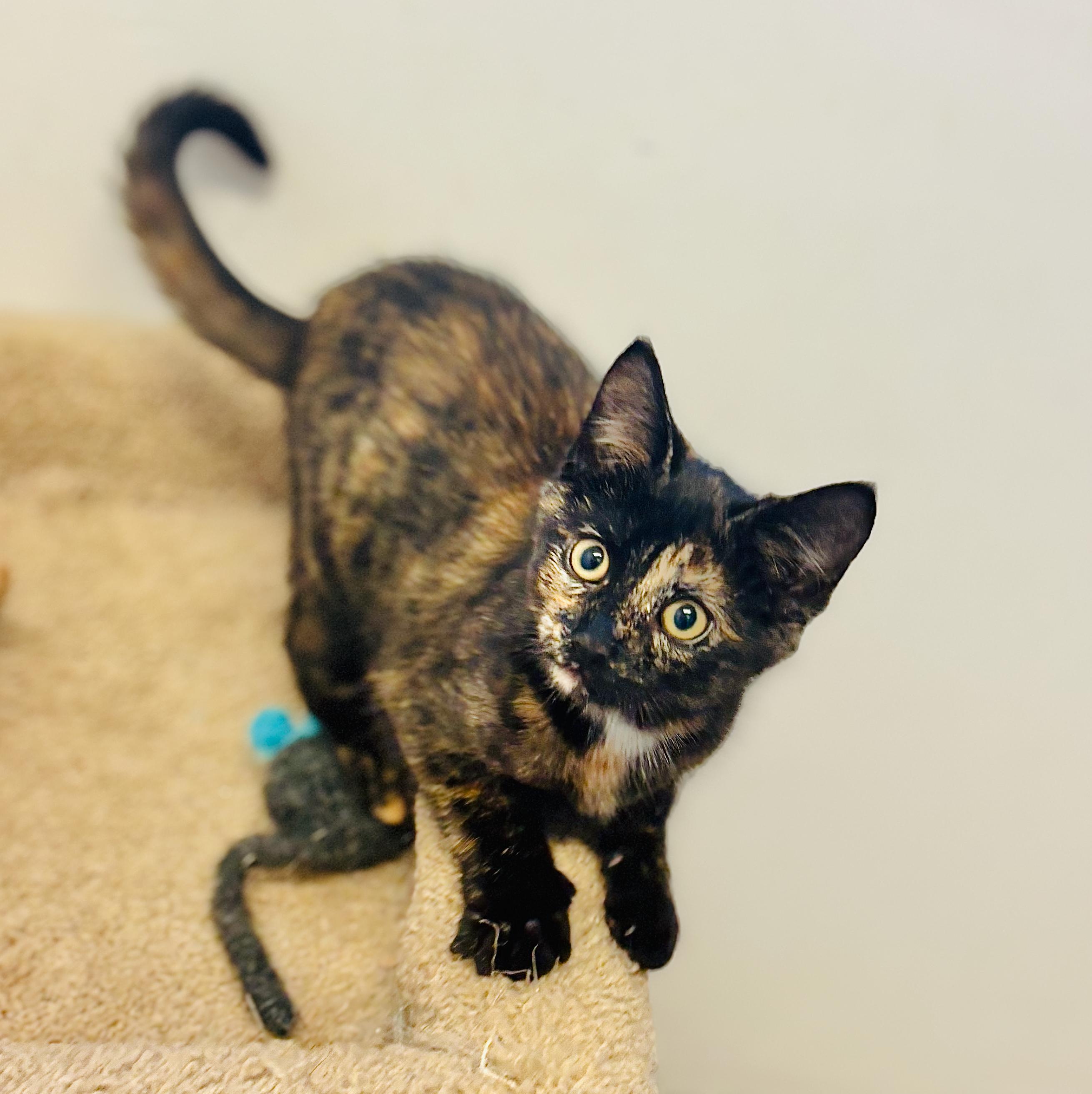 Nayeli, an adoptable Domestic Short Hair, Tortoiseshell in St Stephen, NB, E3L 2X2 | Photo Image 1