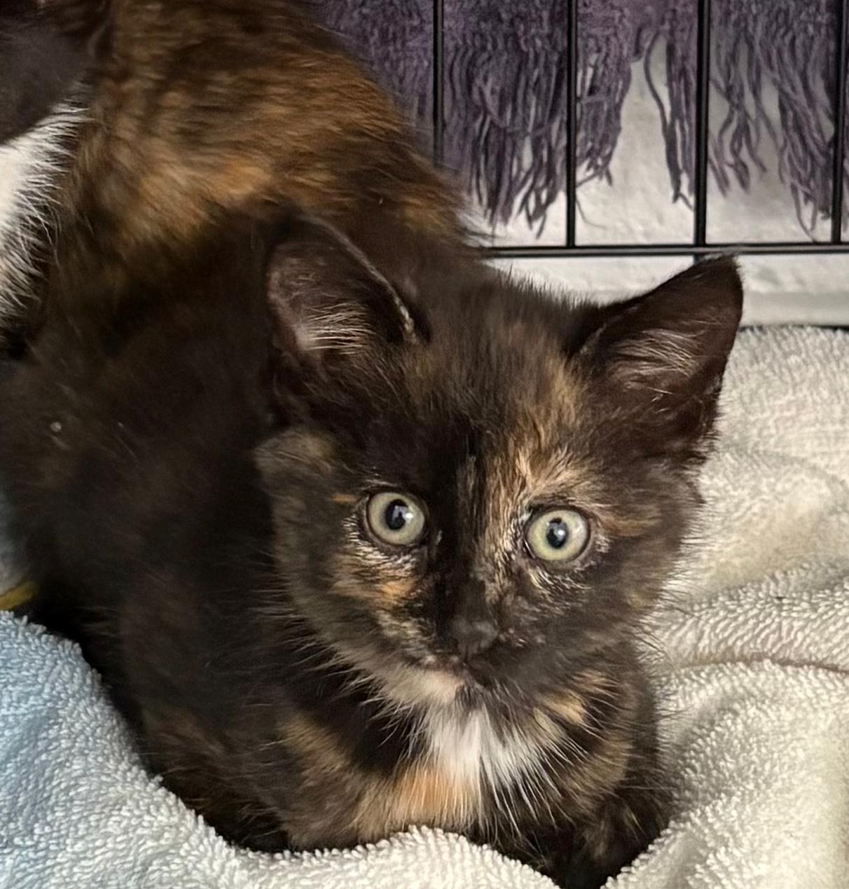 Nayeli, an adoptable Domestic Short Hair, Tortoiseshell in St Stephen, NB, E3L 2X2 | Photo Image 2