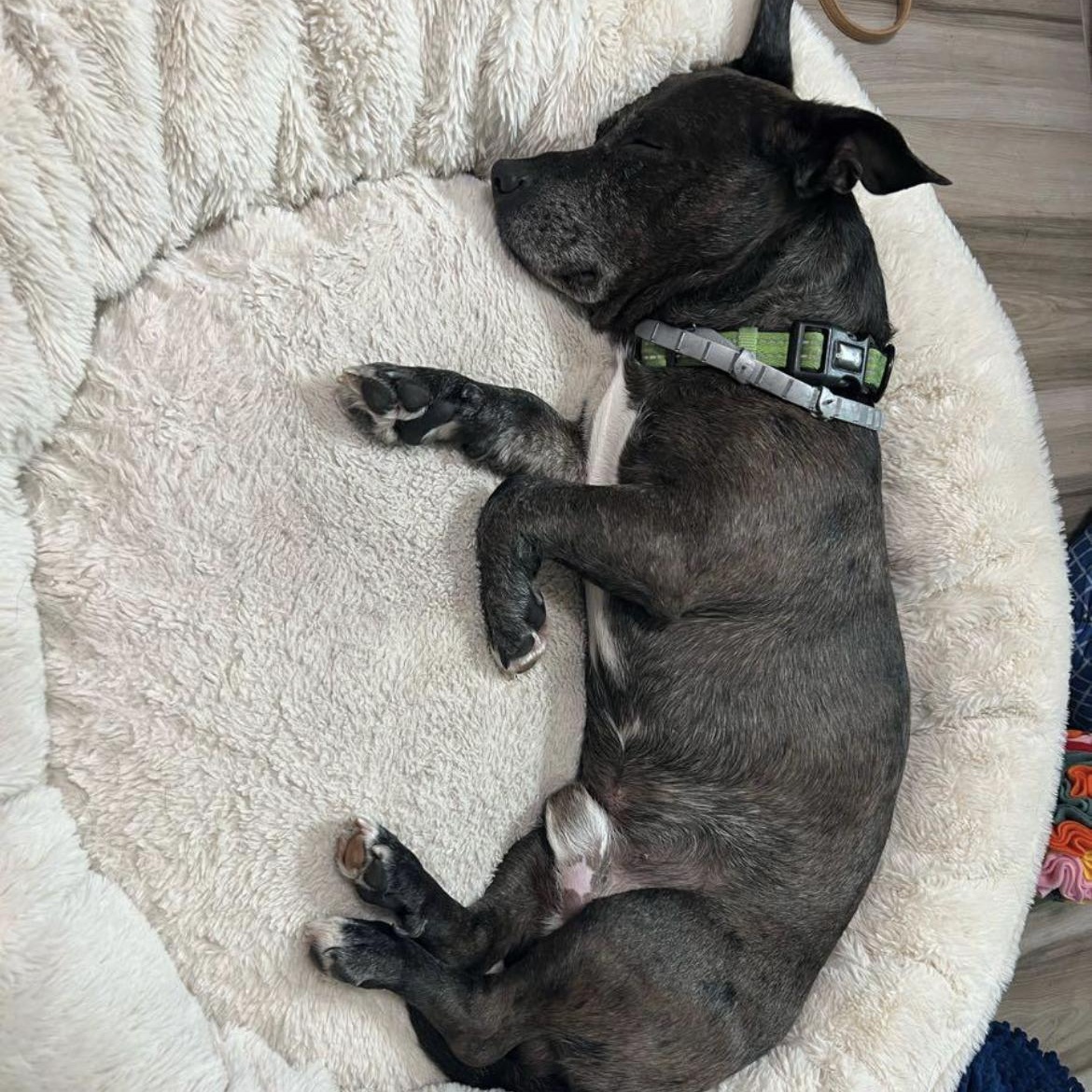 Enlarge Tank, a Adopted mixed breed in Port Saint Lucie, FL image 2/4