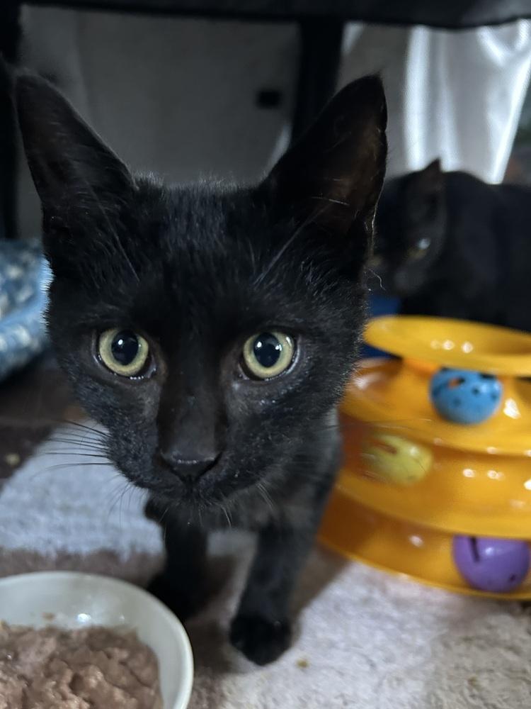 Oliver, Adoptable, Kitten Male Domestic Short Hair.