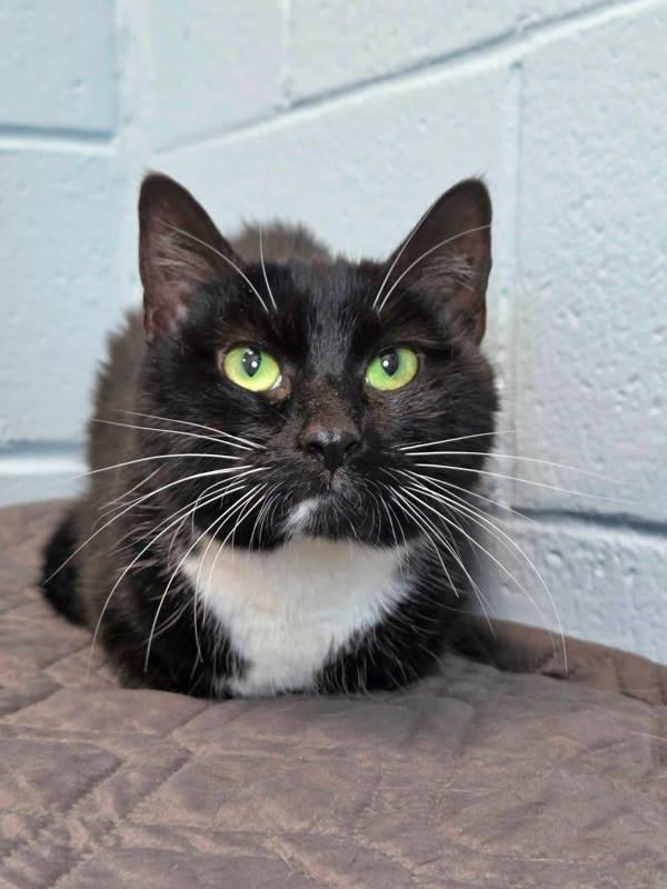 Cheeto Puff, Adoptable, Adult Female Domestic Short Hair.