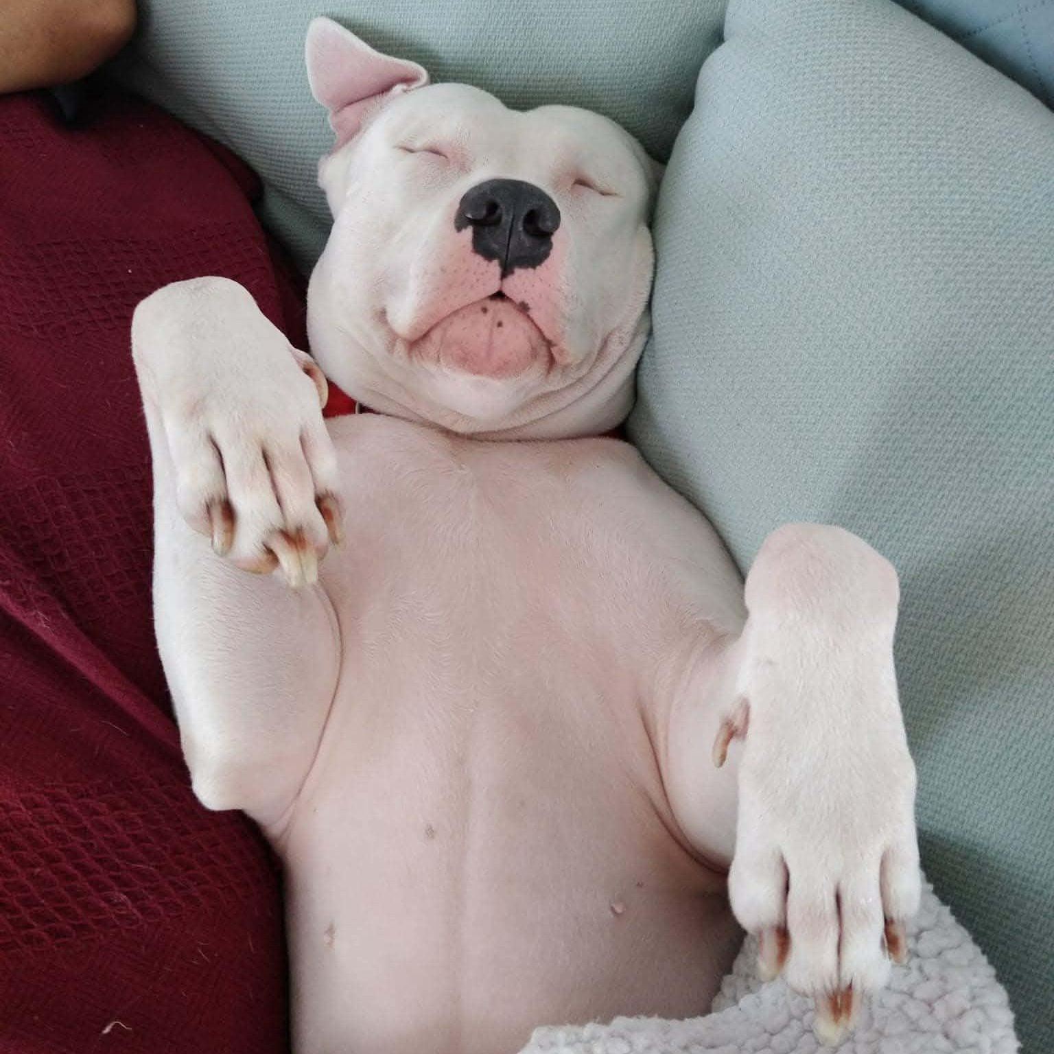 Enlarge LILY - URGENTLY SEEKING FOSTER OR ADOPTER, an adopted Pit Bull Terrier in Rome, NY image 1/5