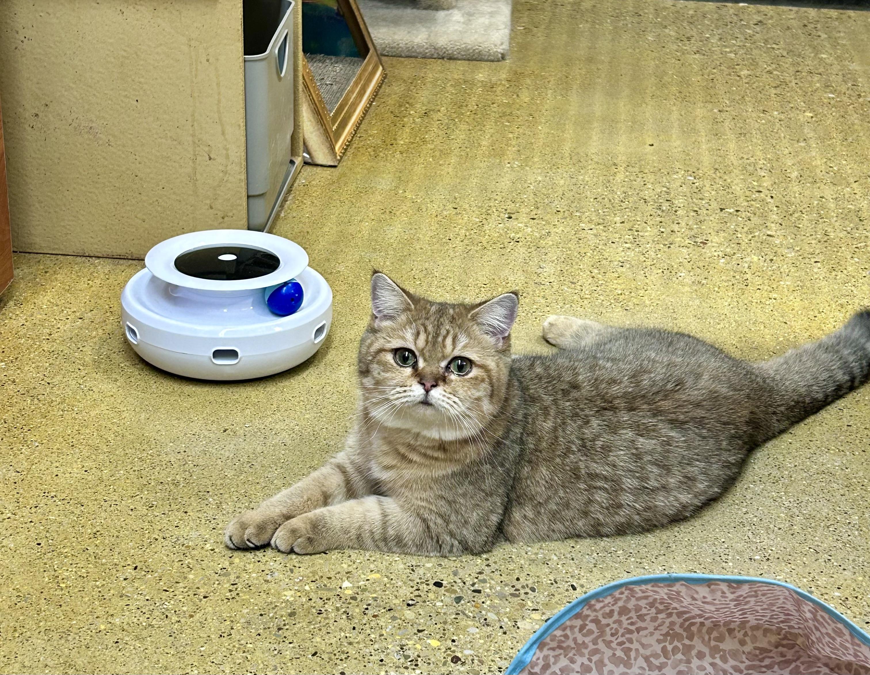 Enlarge Gopher, an adopted British Shorthair in Vernon Hills, IL image 4/4