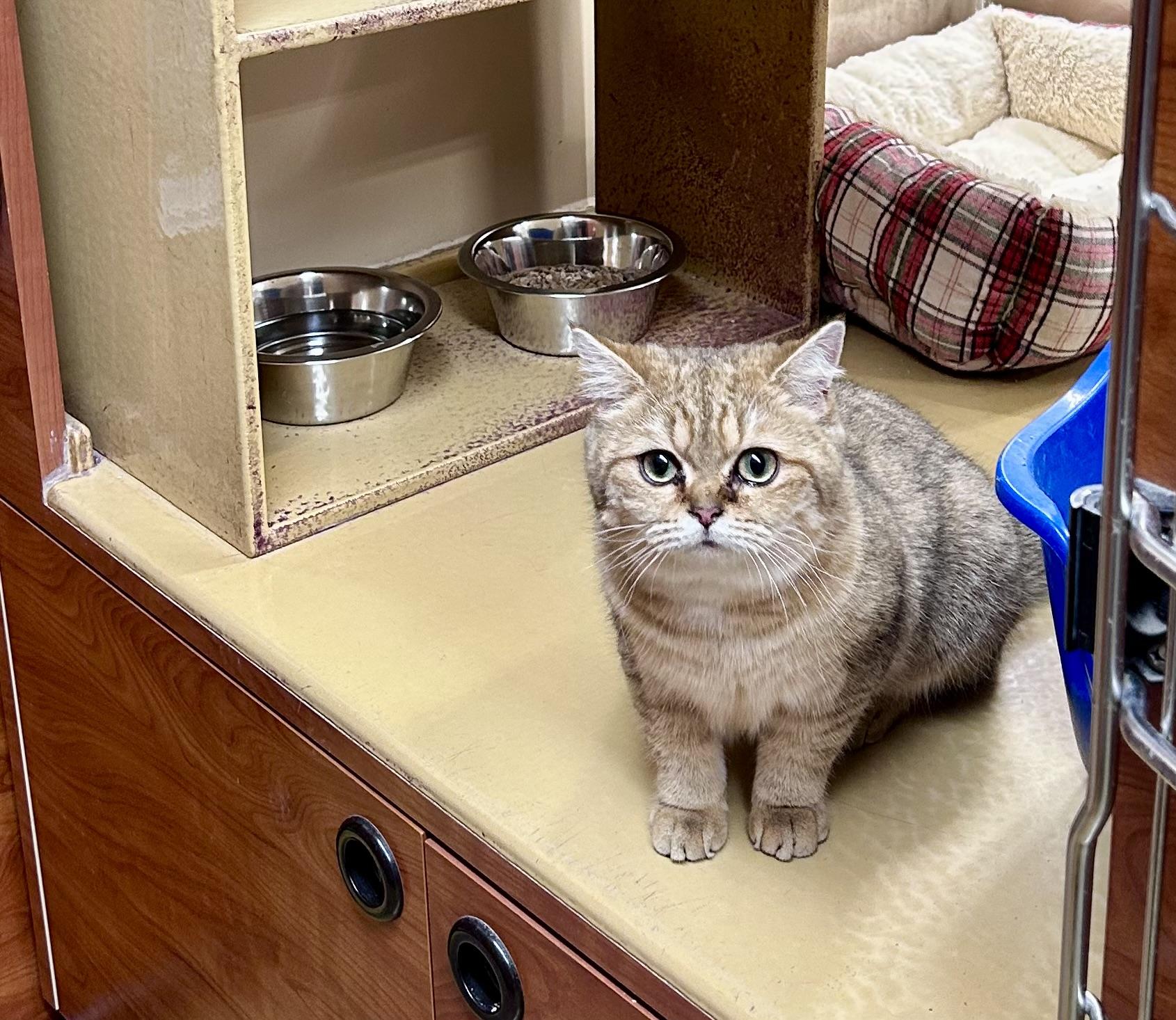 Enlarge Gopher, an adopted British Shorthair in Vernon Hills, IL image 3/4