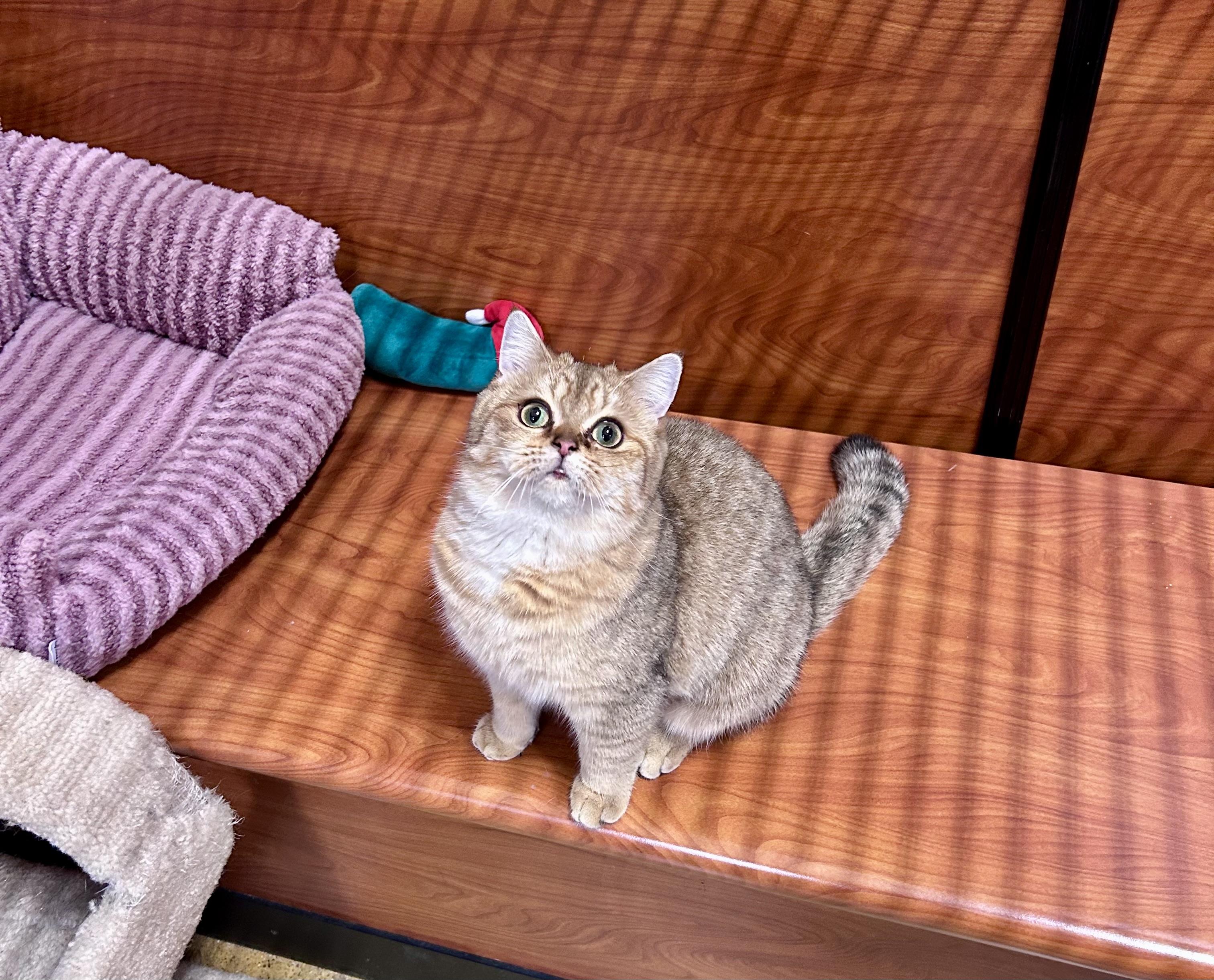 Enlarge Gopher, an adopted British Shorthair in Vernon Hills, IL image 2/4