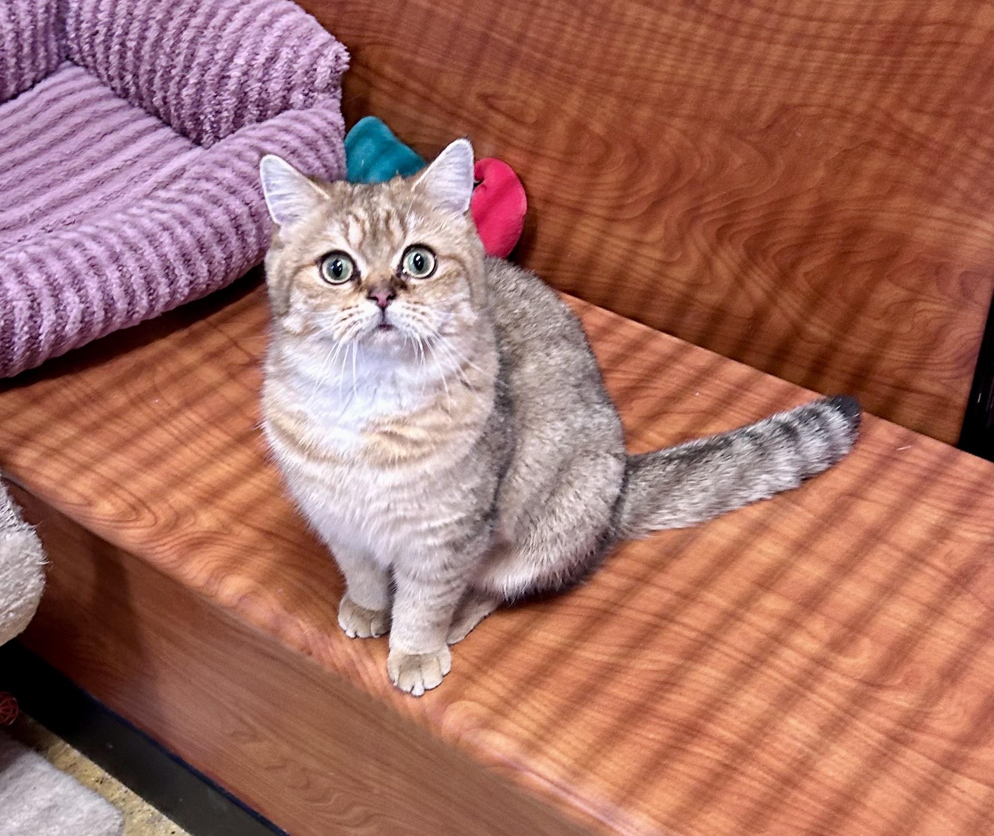 Enlarge Gopher, an adopted British Shorthair in Vernon Hills, IL image 1/4