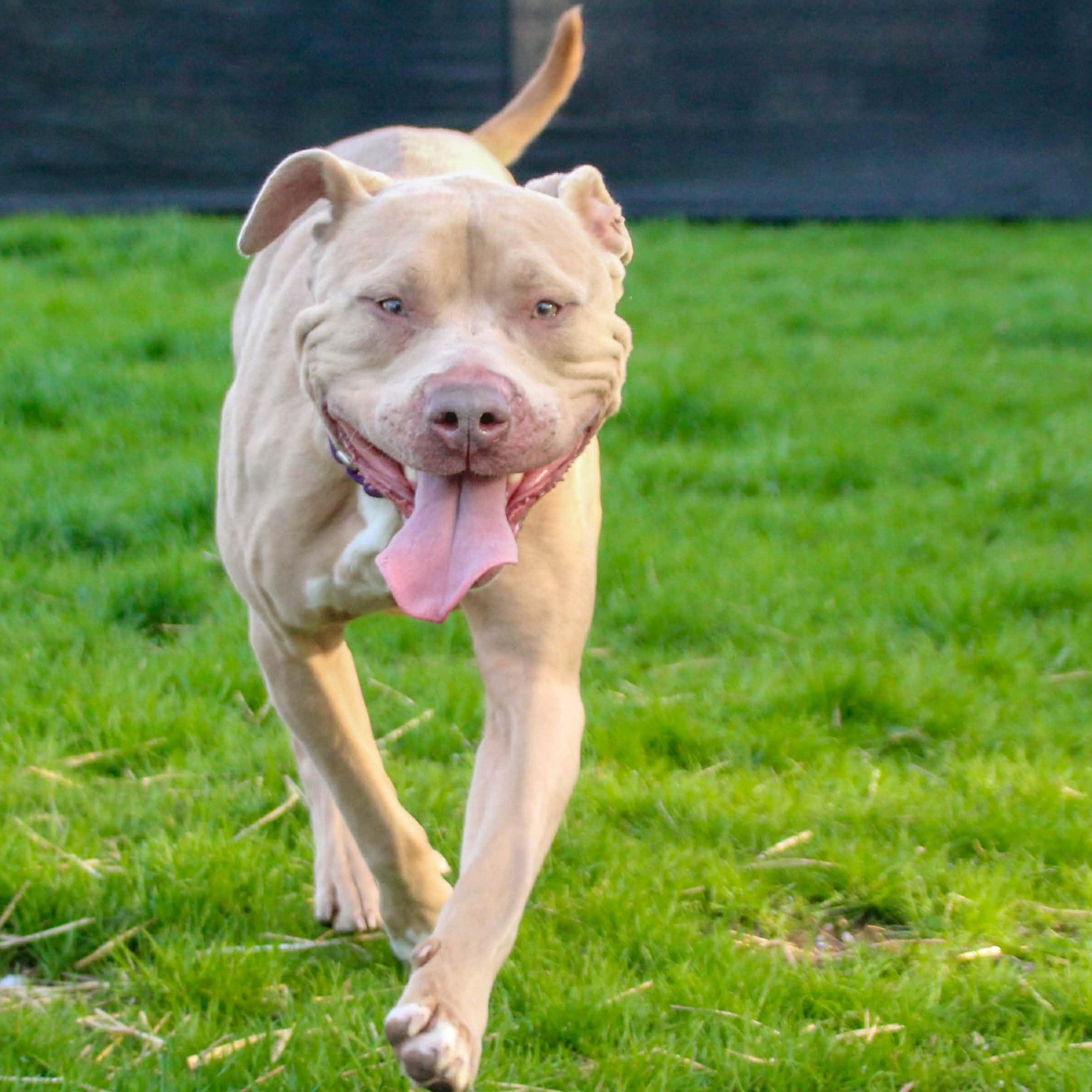 Chance, a Adoptable mixed breed in Webster, NY image 2/6