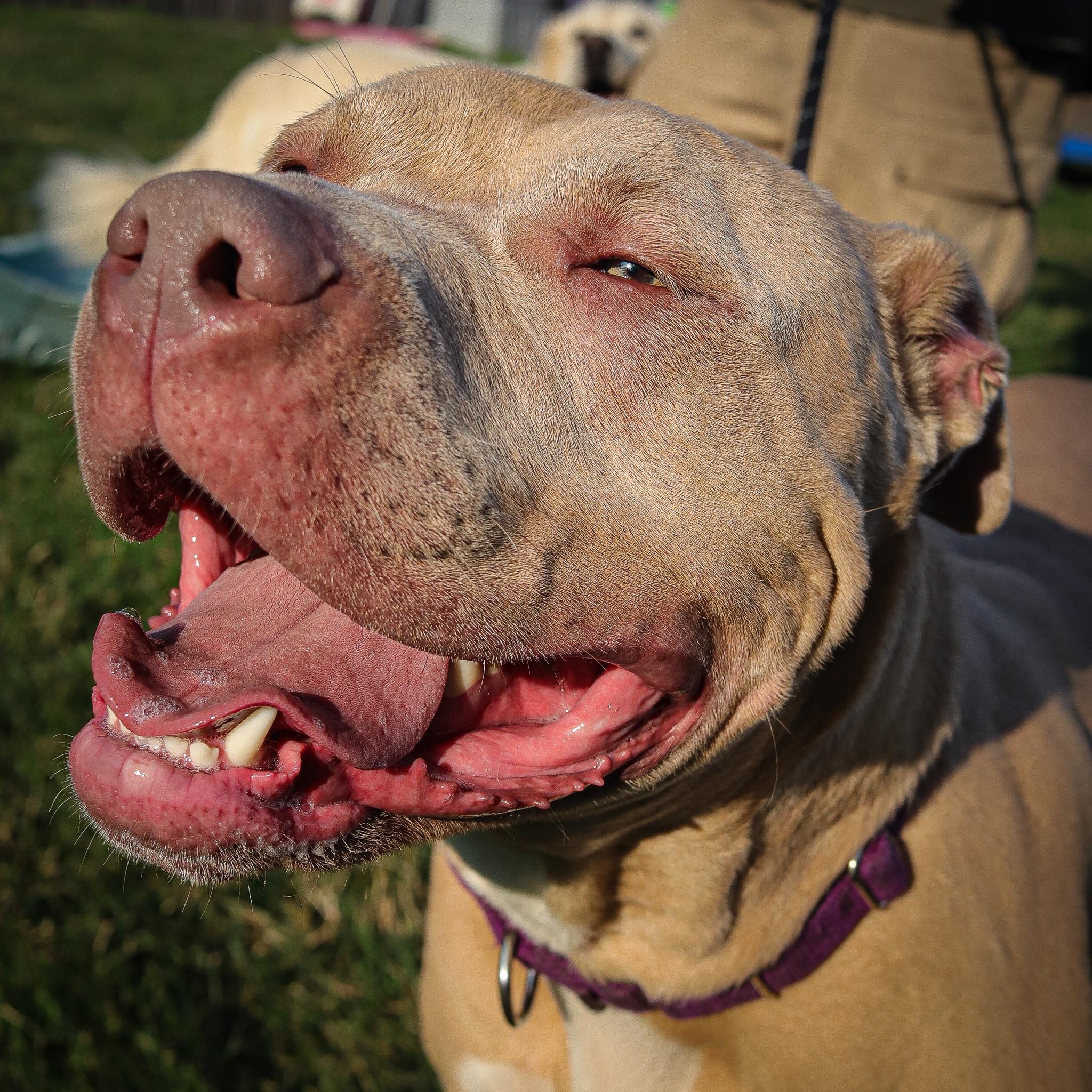Chance, a Adoptable mixed breed in Webster, NY image 5/6