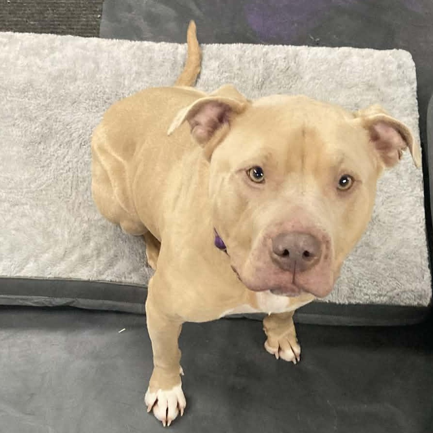 Chance, Adoptable, Adult Male Mixed Breed.