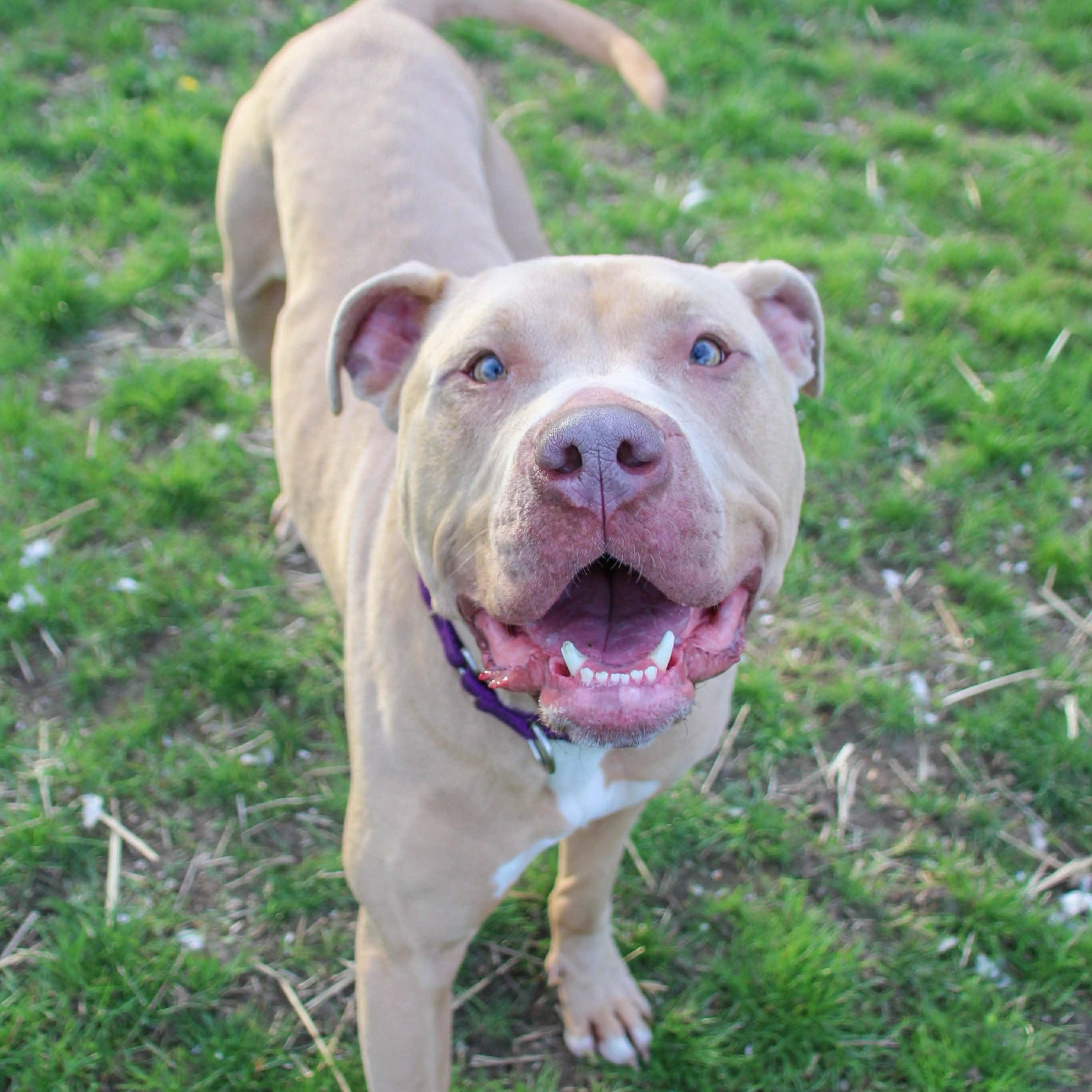 Chance, a Adoptable mixed breed in Webster, NY image 1/6