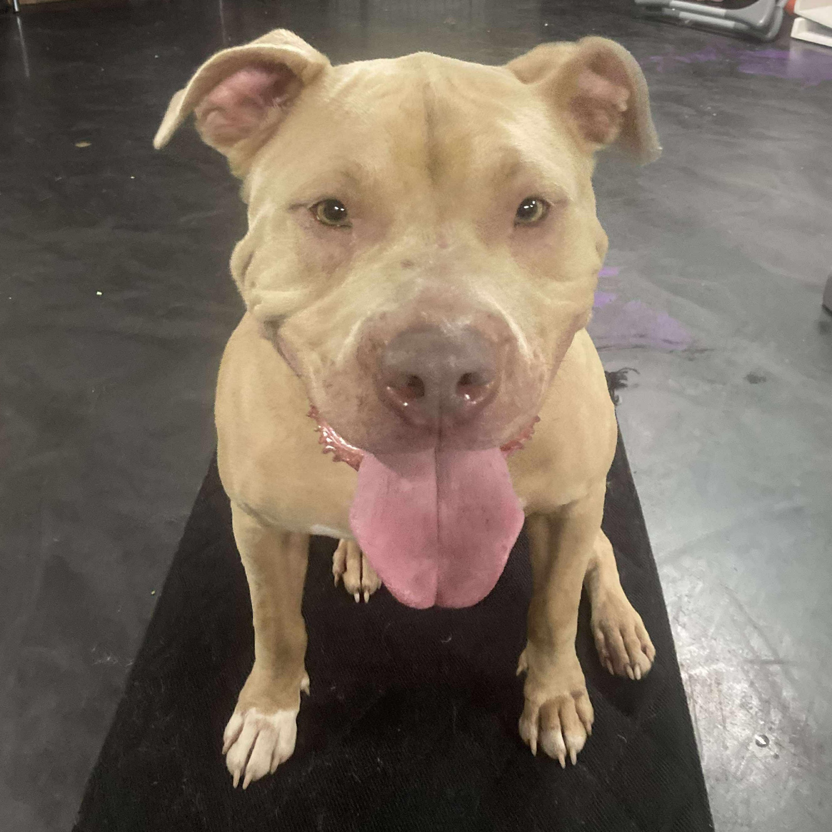 Chance, an adoptable Mixed Breed in Webster, NY, 14580 | Photo Image 1