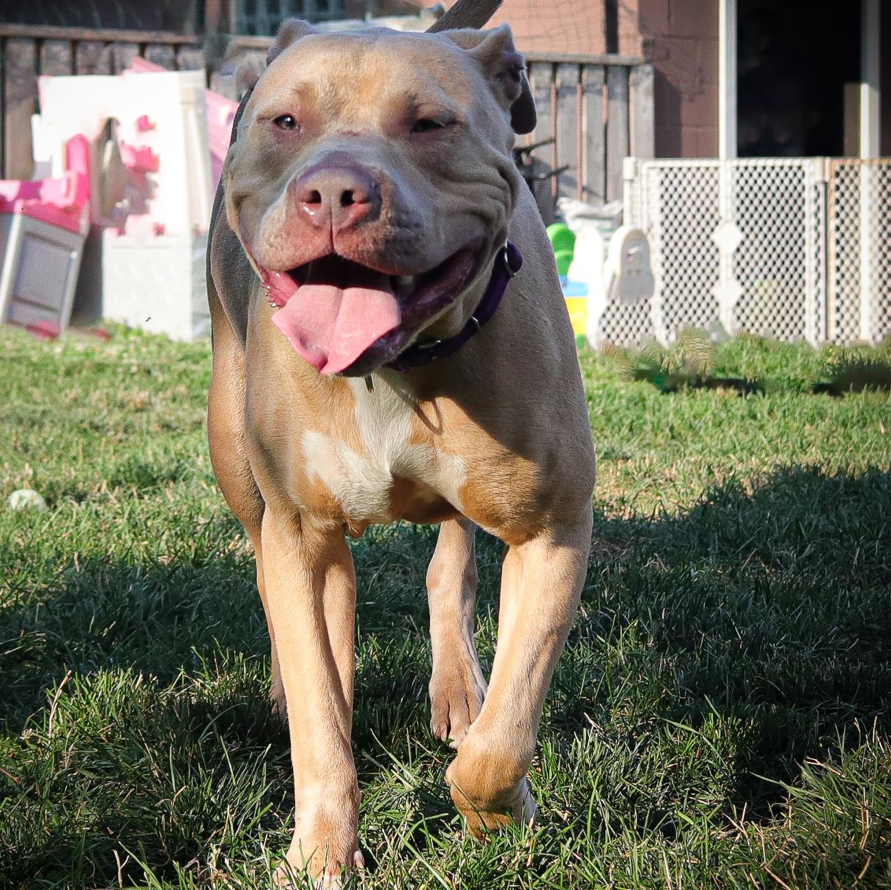 Chance, an adoptable Mixed Breed in Webster, NY, 14580 | Photo Image 2