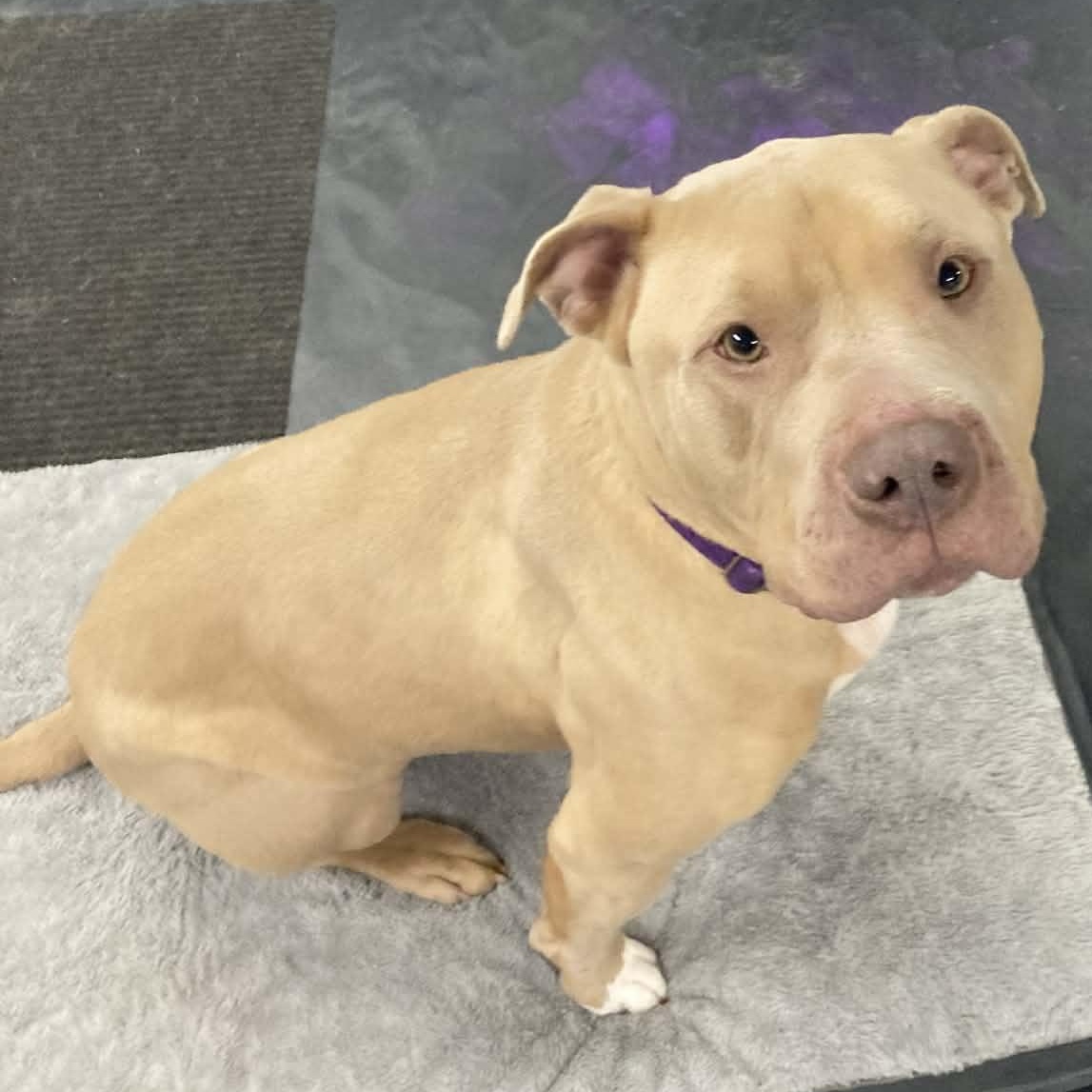 Enlarge Chance, a Adoptable mixed breed in Webster, NY image 6/6