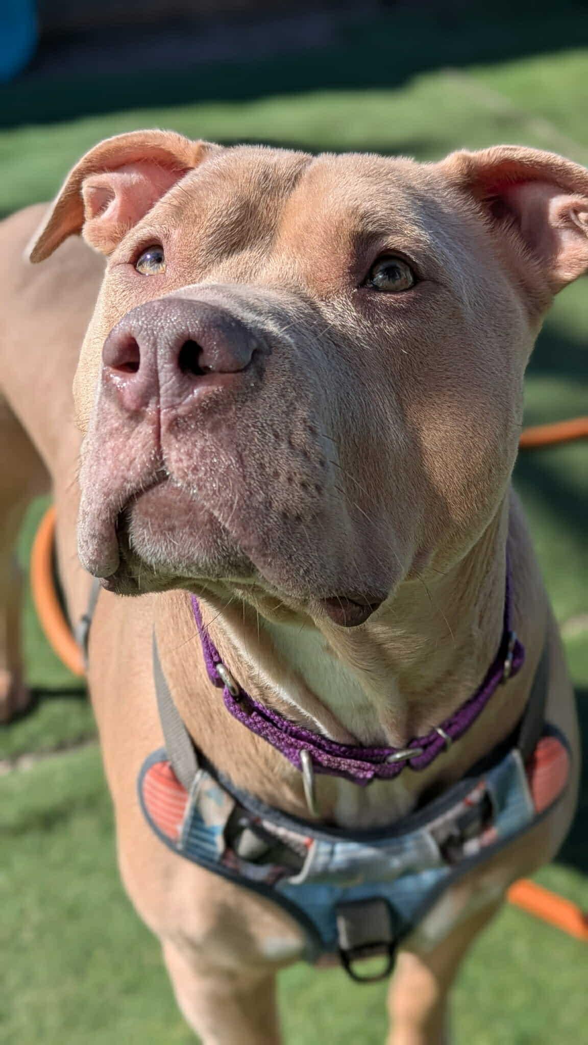 Chance, a Adoptable mixed breed in Webster, NY image 6/6