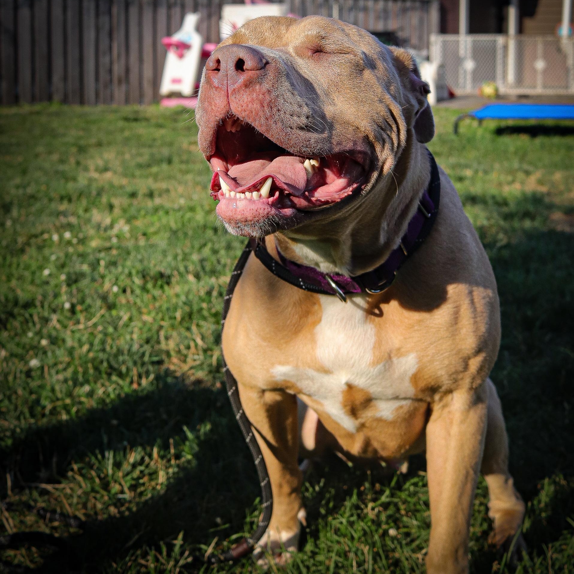 Chance, an adoptable Mixed Breed in Webster, NY, 14580 | Photo Image 3