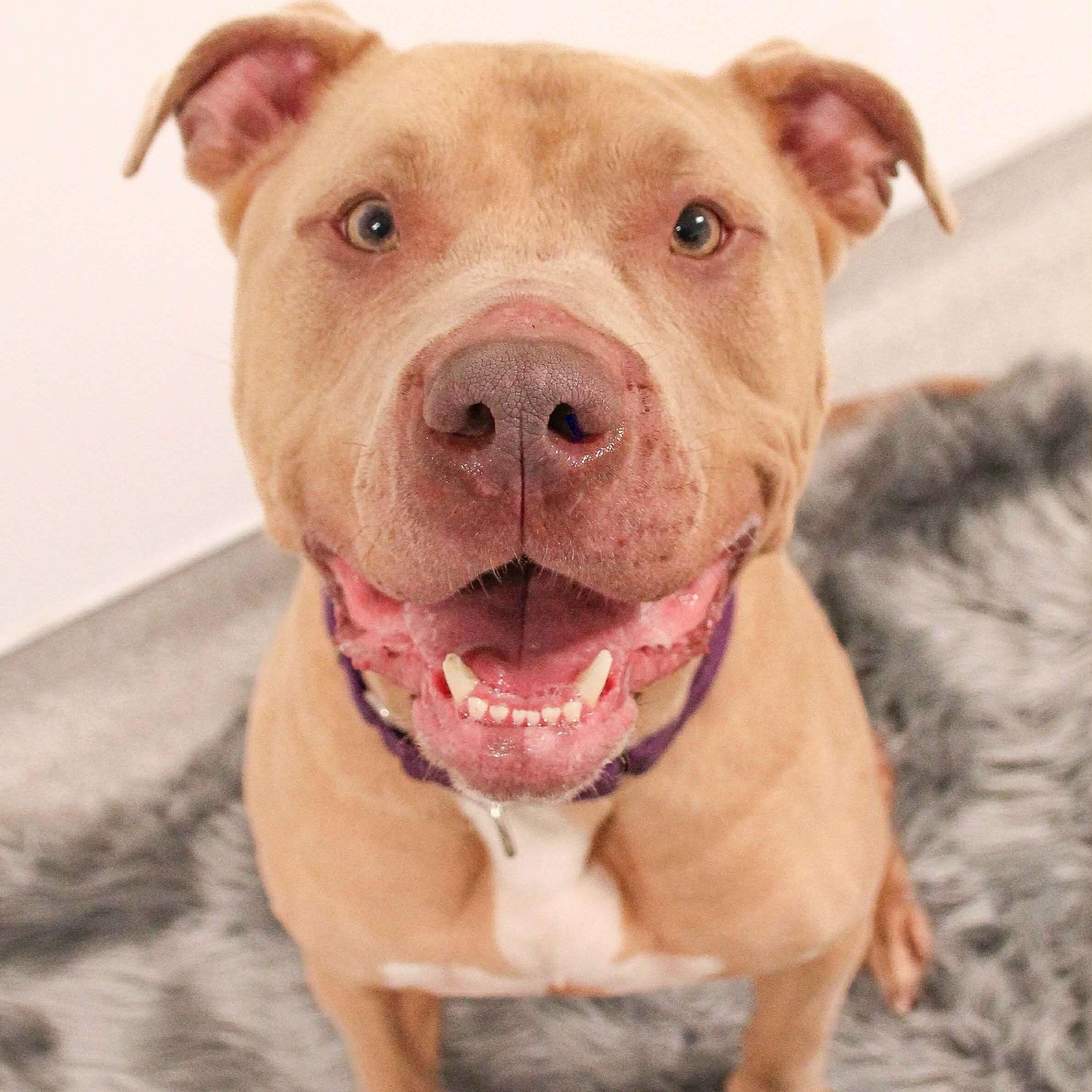 Chance, a Adoptable mixed breed in Webster, NY image 6/6