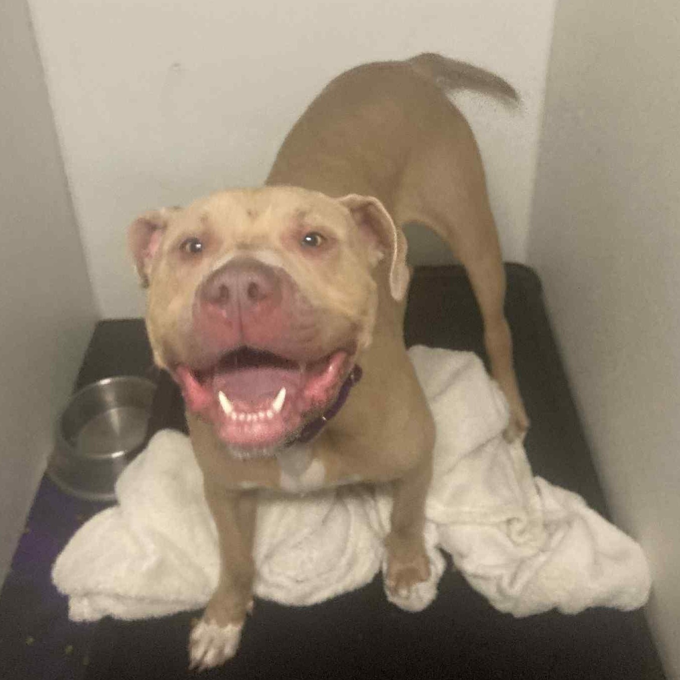 Chance, an adoptable Mixed Breed in Webster, NY, 14580 | Photo Image 4