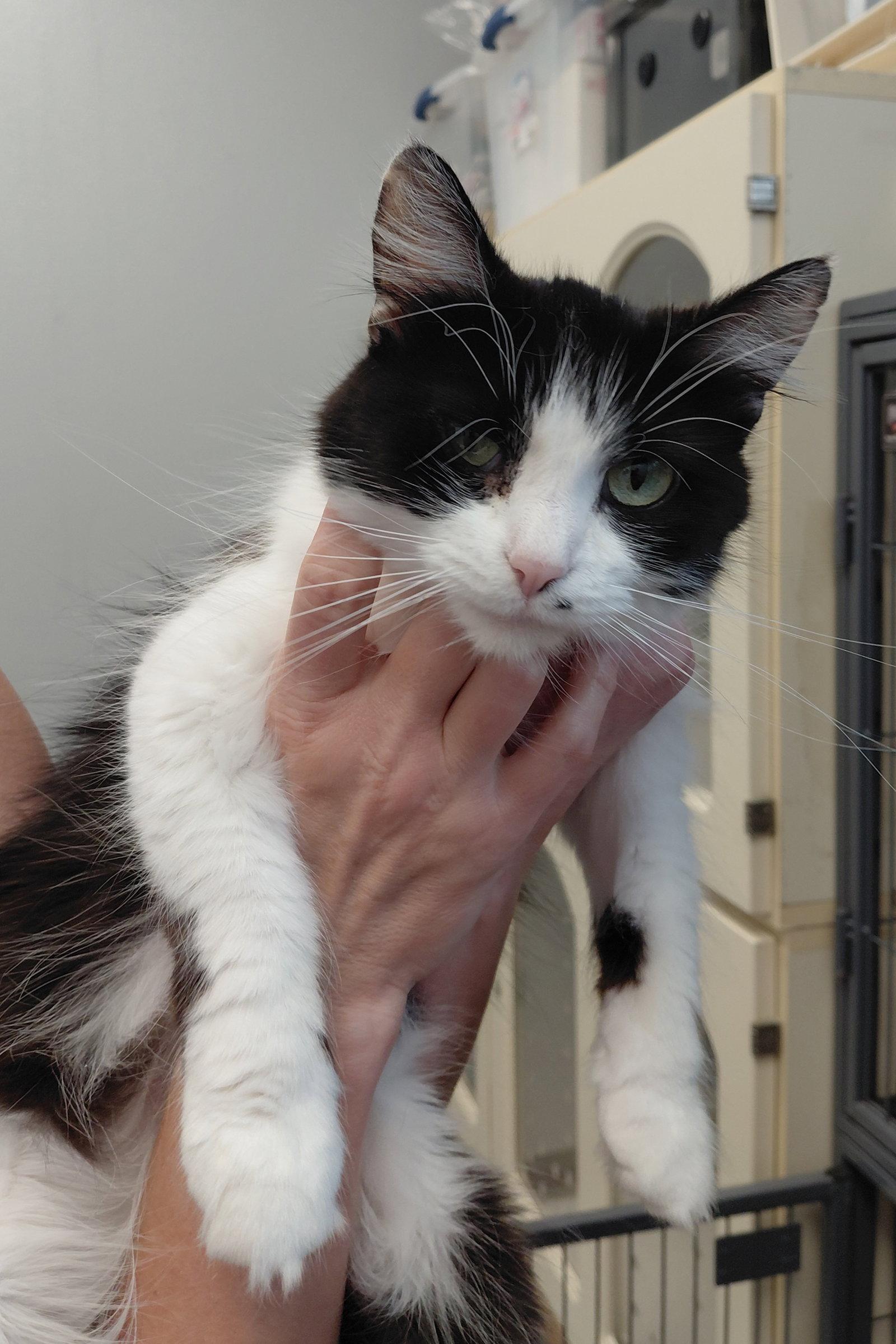 Enlarge Morticia @ The Cat's Brew, a Adoptable Domestic Long Hair in Montello, WI image 1/2