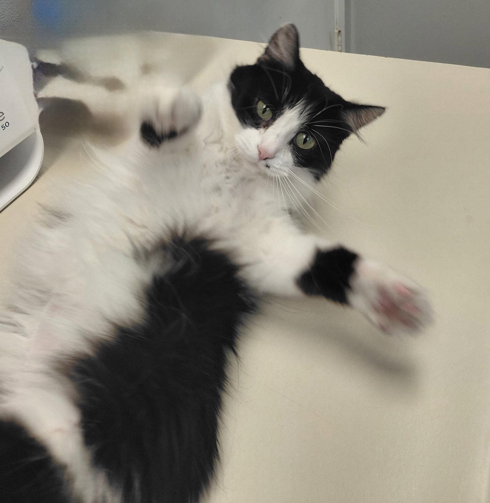 Enlarge Morticia @ The Cat's Brew, a Adoptable Domestic Long Hair in Montello, WI image 2/2