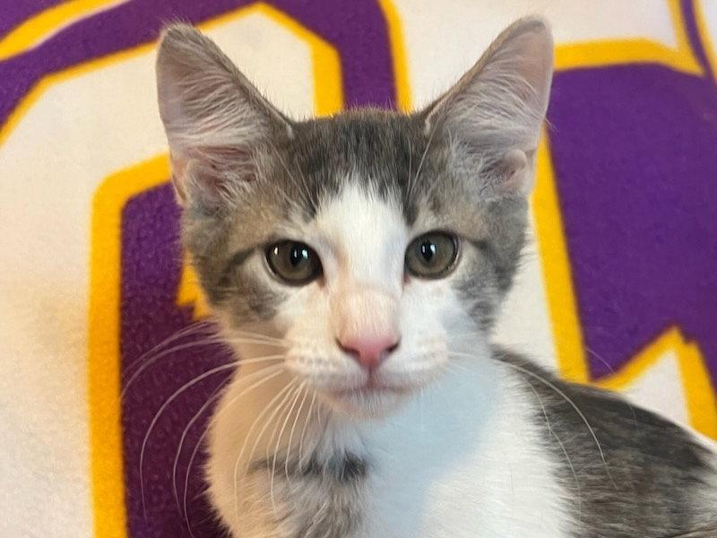 Spot, Adoptable, Kitten Male Tabby & Domestic Short Hair.