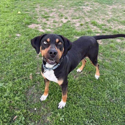 Masha, Adoptable, Adult Female Hound.