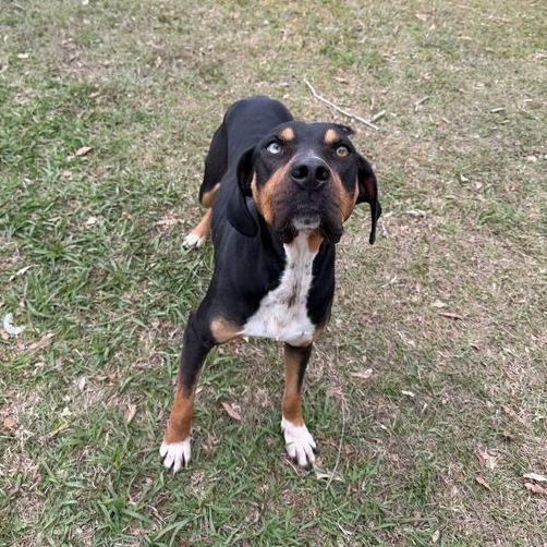 Enlarge Masha, a Adoptable mixed breed in Carencro, LA image 1/5