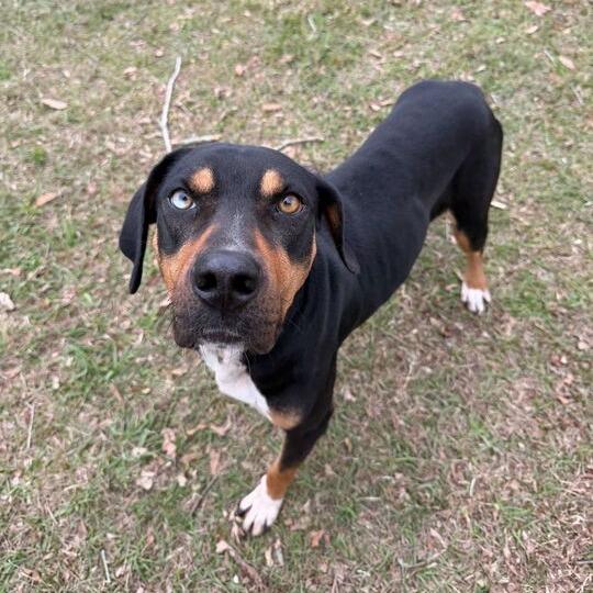 Enlarge Masha, a Adoptable mixed breed in Carencro, LA image 2/5