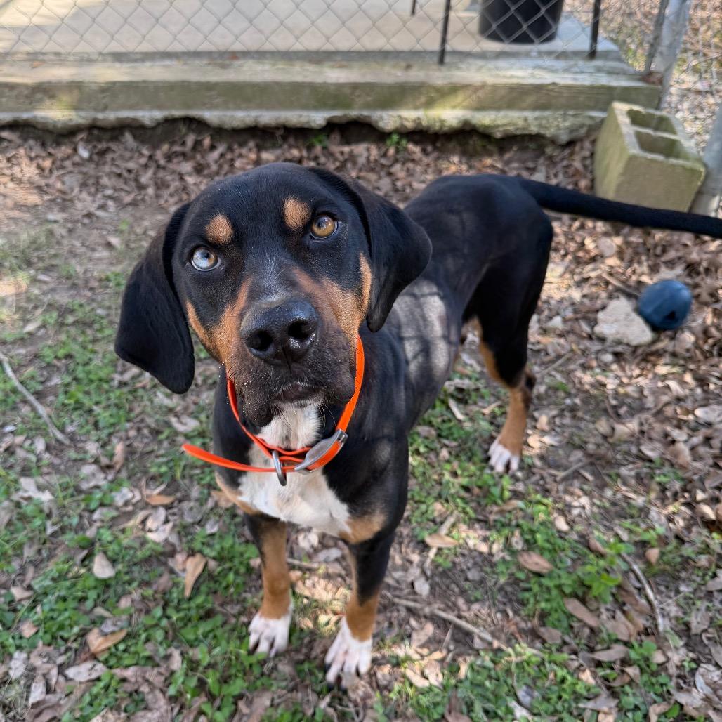 Enlarge Masha, a Adoptable mixed breed in Carencro, LA image 3/5