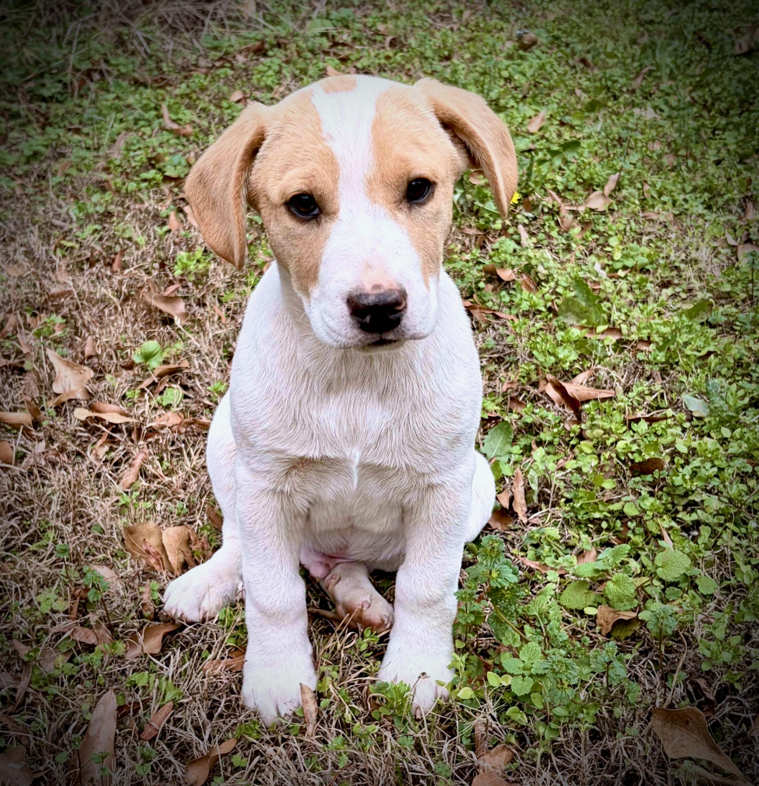 Andy, ADOPTABLE, Puppy Male Basset Hound & Mixed Breed.