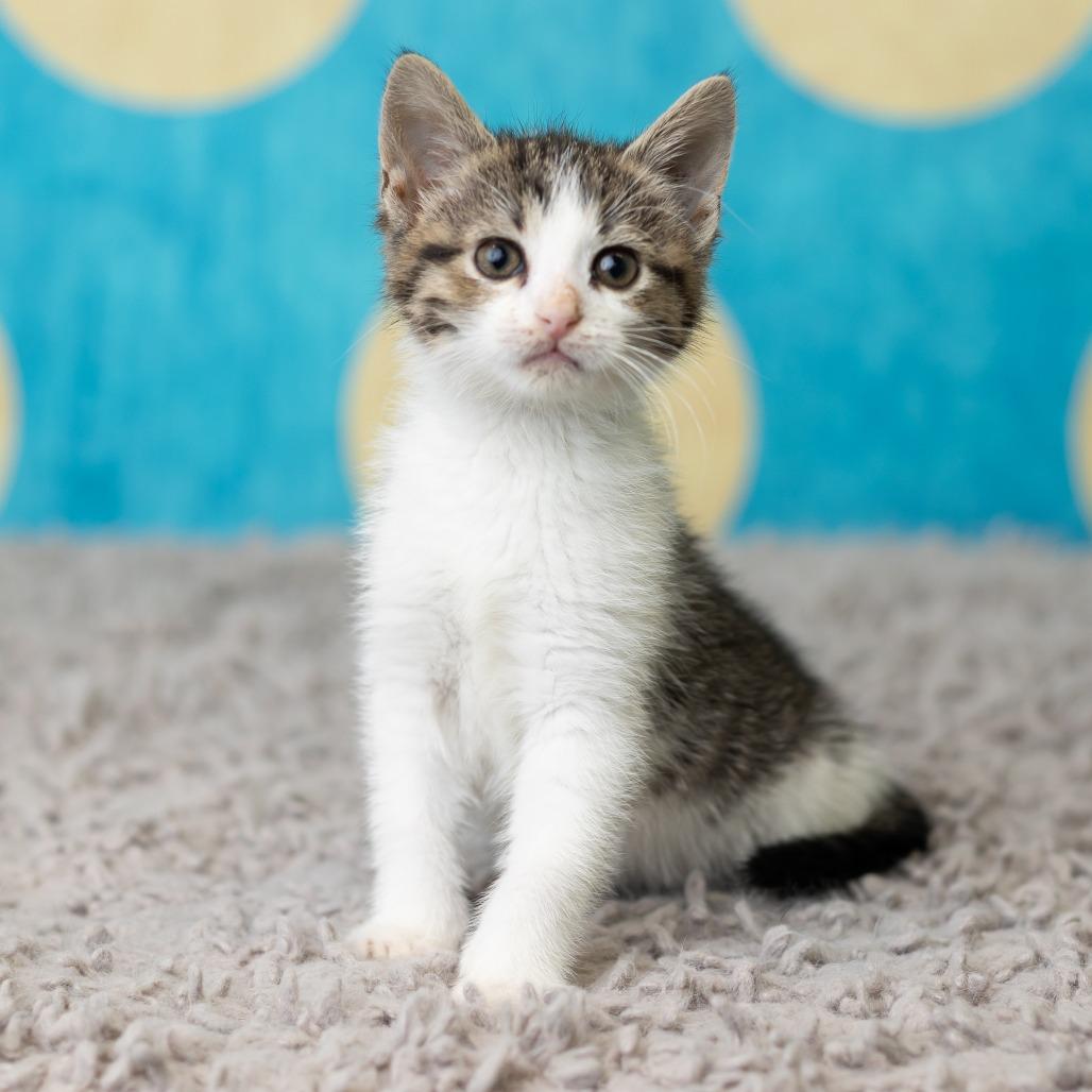 Gnat, Adoptable, Kitten Female Domestic Short Hair.