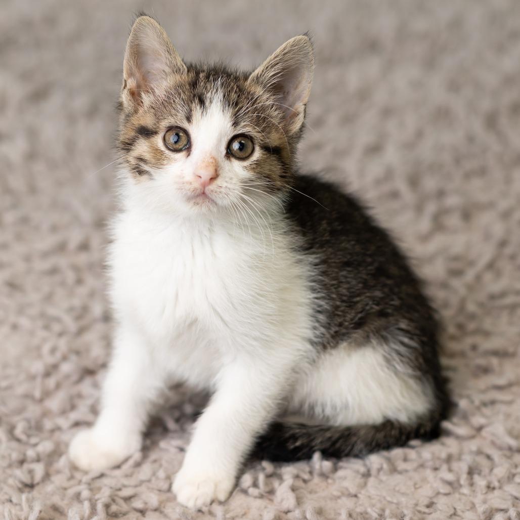 Enlarge Gnat, a Adoptable Domestic Short Hair in St. Paul, MN image 2/5